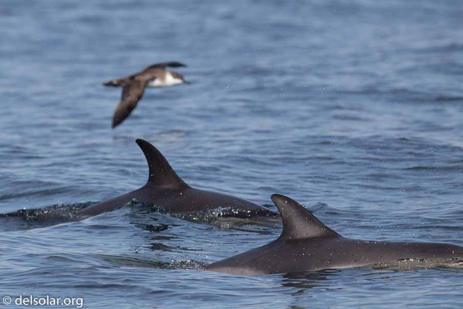 Canon EOS 7D Mark II  --  600 mm  --  EF600mm f/4L IS II USM  