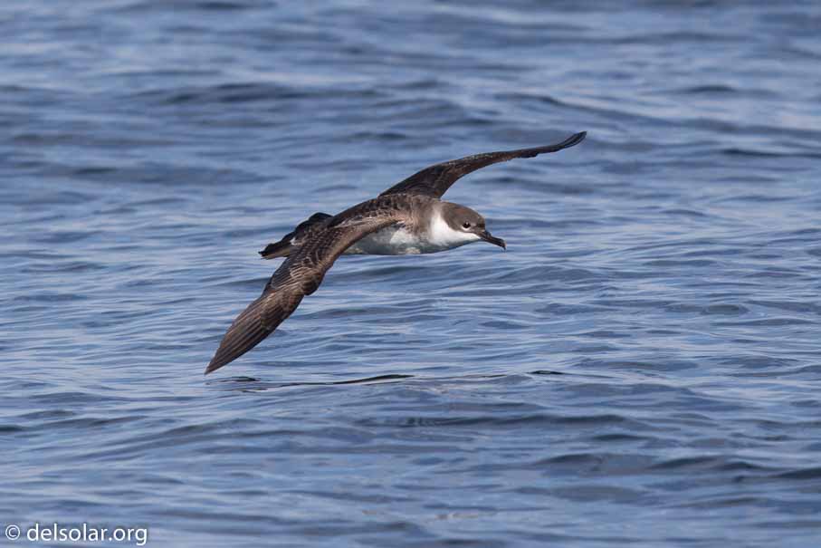 Canon EOS 7D Mark II  --  600 mm  --  EF600mm f/4L IS II USM  