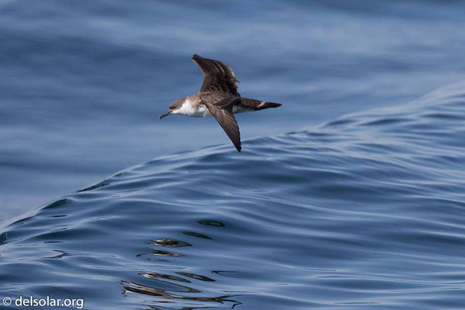 Canon EOS 7D Mark II  --  600 mm  --  EF600mm f/4L IS II USM  