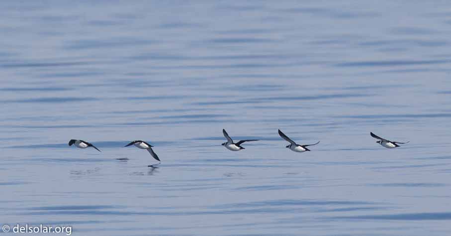 Canon EOS 7D Mark II  --  600 mm  --  EF600mm f/4L IS II USM  