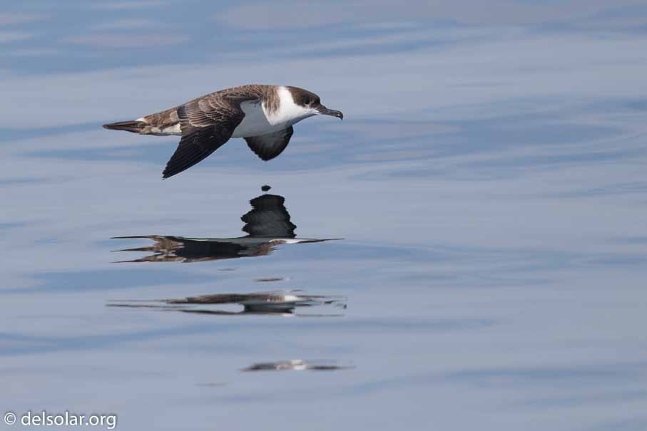 Canon EOS 7D Mark II  --  600 mm  --  EF600mm f/4L IS II USM  