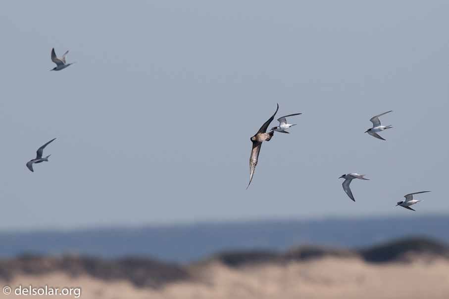 Canon EOS 7D Mark II  --  600 mm  --  EF600mm f/4L IS II USM  