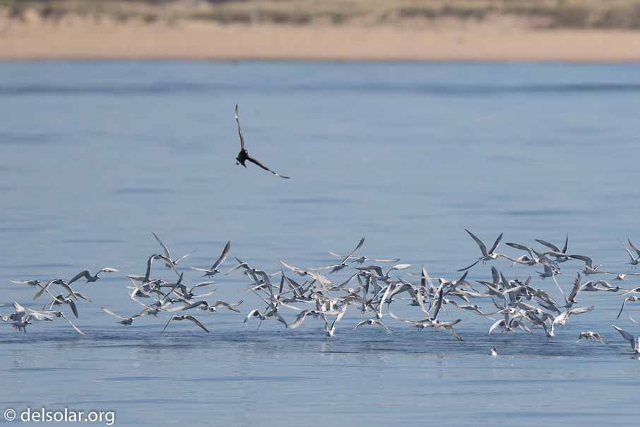 Canon EOS 7D Mark II  --  600 mm  --  EF600mm f/4L IS II USM  