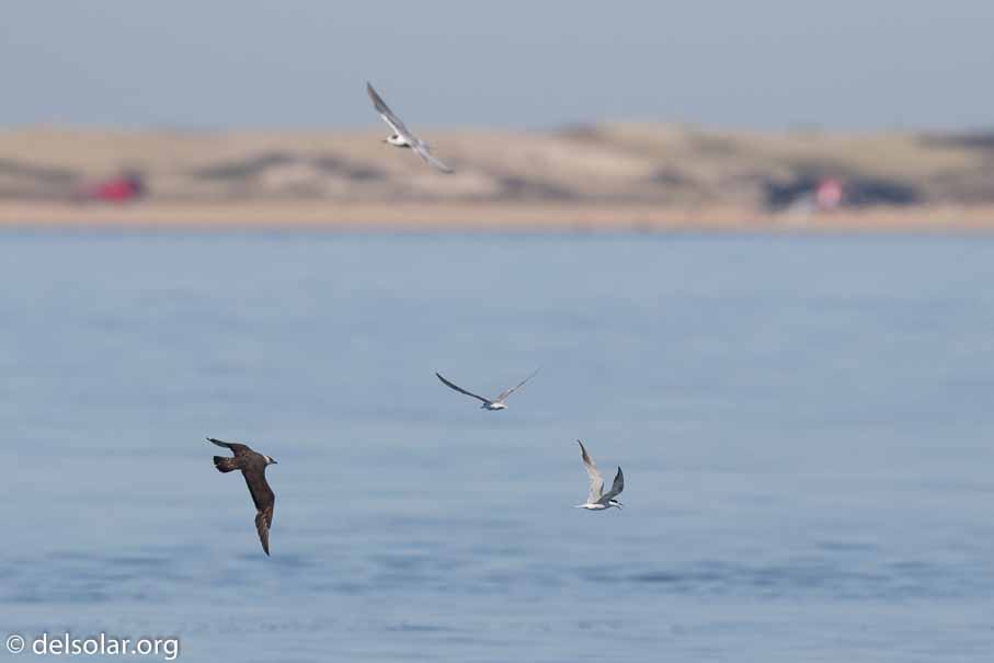 Canon EOS 7D Mark II  --  600 mm  --  EF600mm f/4L IS II USM  