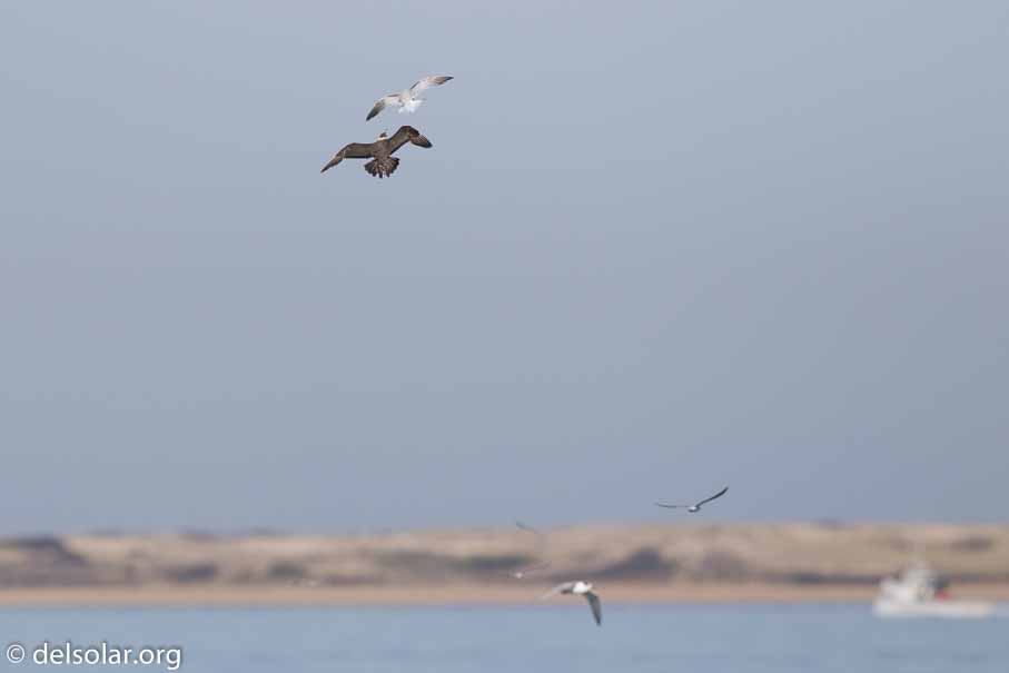 Canon EOS 7D Mark II  --  600 mm  --  EF600mm f/4L IS II USM  