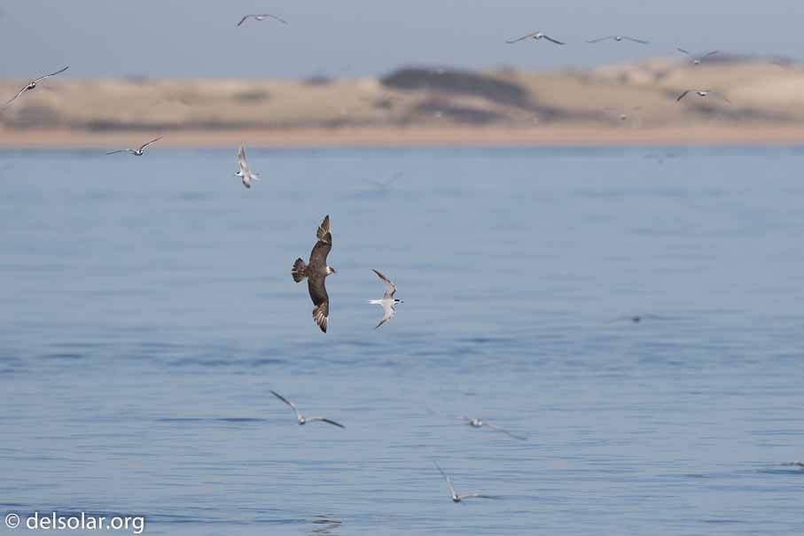 Canon EOS 7D Mark II  --  600 mm  --  EF600mm f/4L IS II USM  