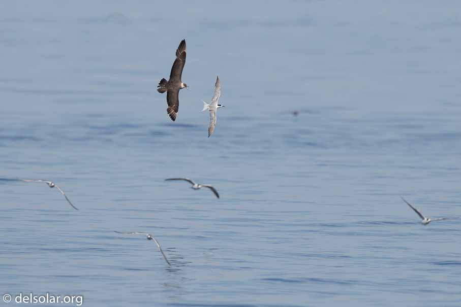 Canon EOS 7D Mark II  --  600 mm  --  EF600mm f/4L IS II USM  