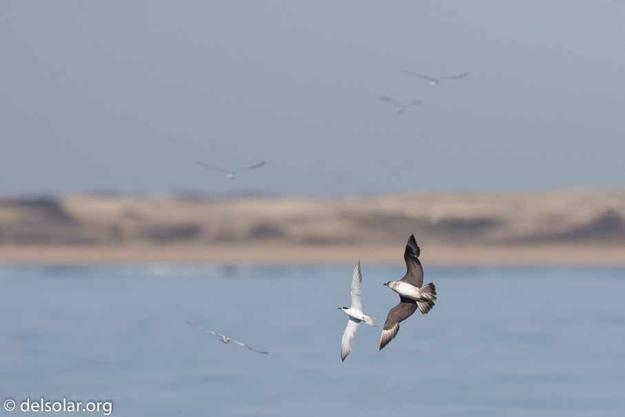 Canon EOS 7D Mark II  --  600 mm  --  EF600mm f/4L IS II USM  