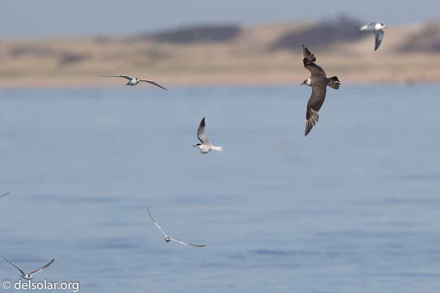 Canon EOS 7D Mark II  --  600 mm  --  EF600mm f/4L IS II USM  