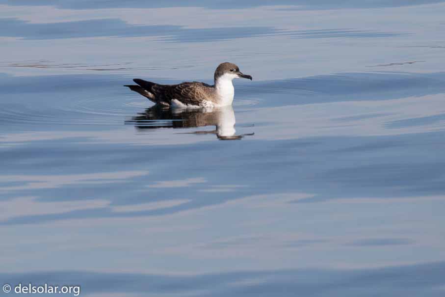 Canon EOS 7D Mark II  --  600 mm  --  EF600mm f/4L IS II USM  