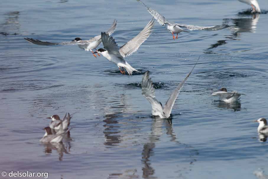 Canon EOS 7D Mark II  --  600 mm  --  EF600mm f/4L IS II USM  