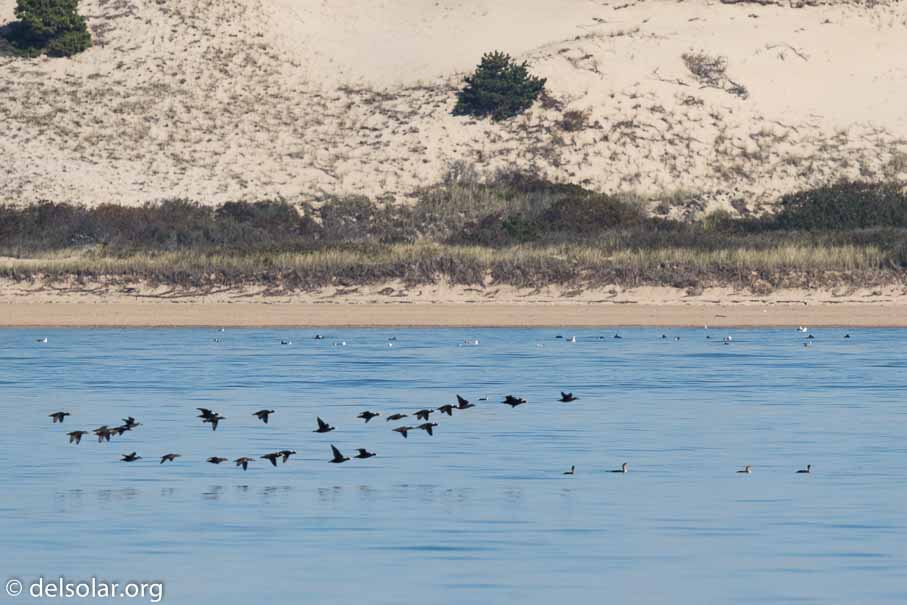 Canon EOS 7D Mark II  --  600 mm  --  EF600mm f/4L IS II USM  