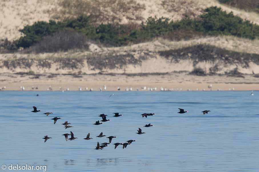 Canon EOS 7D Mark II  --  600 mm  --  EF600mm f/4L IS II USM  