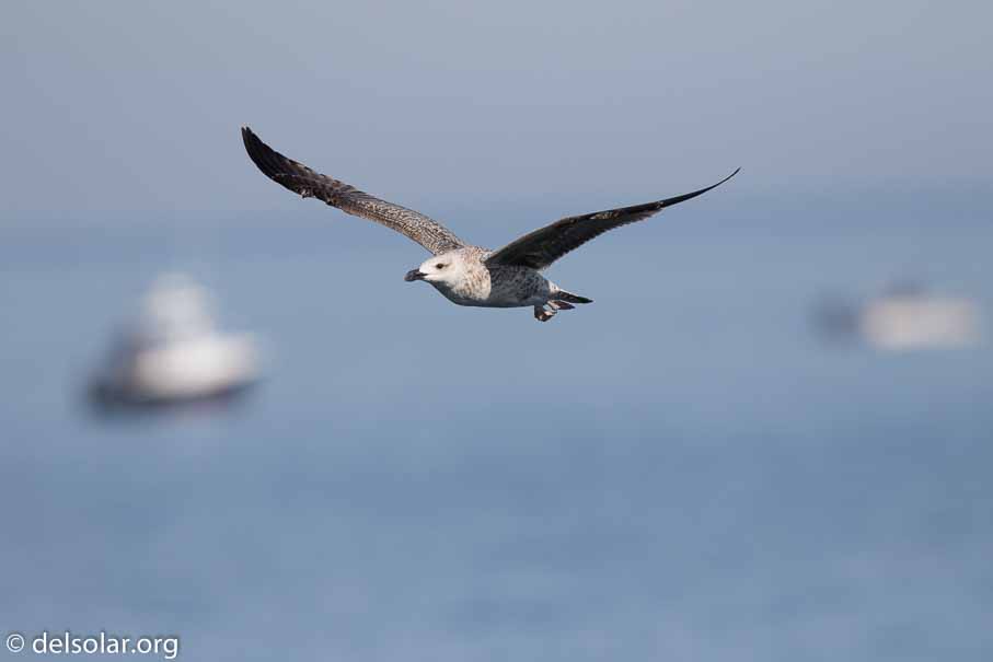 Canon EOS 7D Mark II  --  600 mm  --  EF600mm f/4L IS II USM  