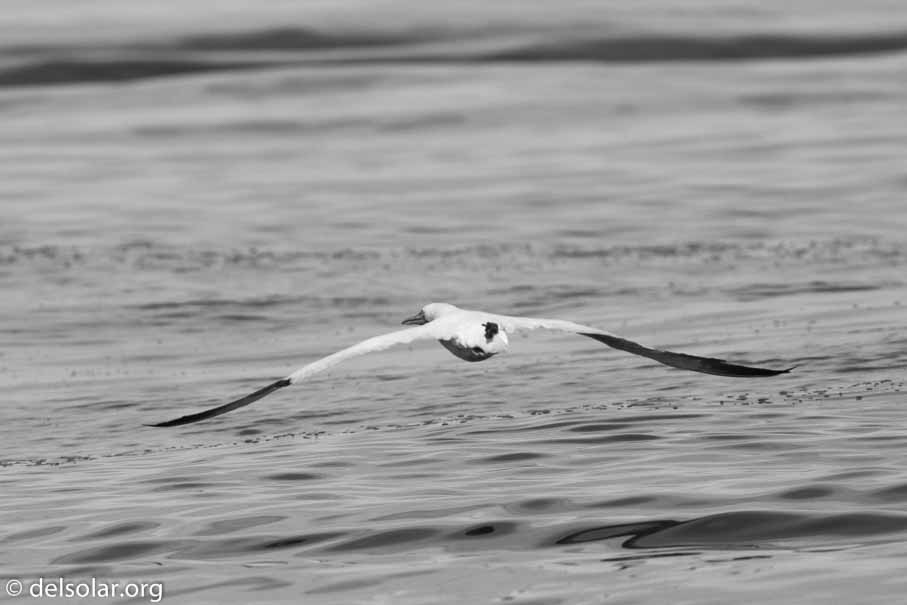 Canon EOS 7D Mark II  --  600 mm  --  EF600mm f/4L IS II USM  