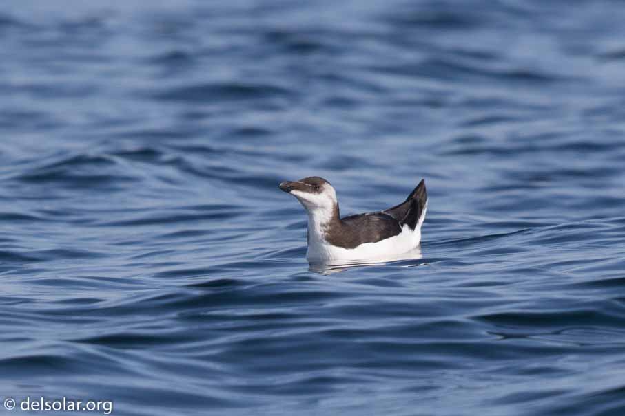 Canon EOS 7D Mark II  --  600 mm  --  EF600mm f/4L IS II USM  