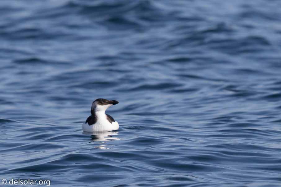 Canon EOS 7D Mark II  --  600 mm  --  EF600mm f/4L IS II USM  