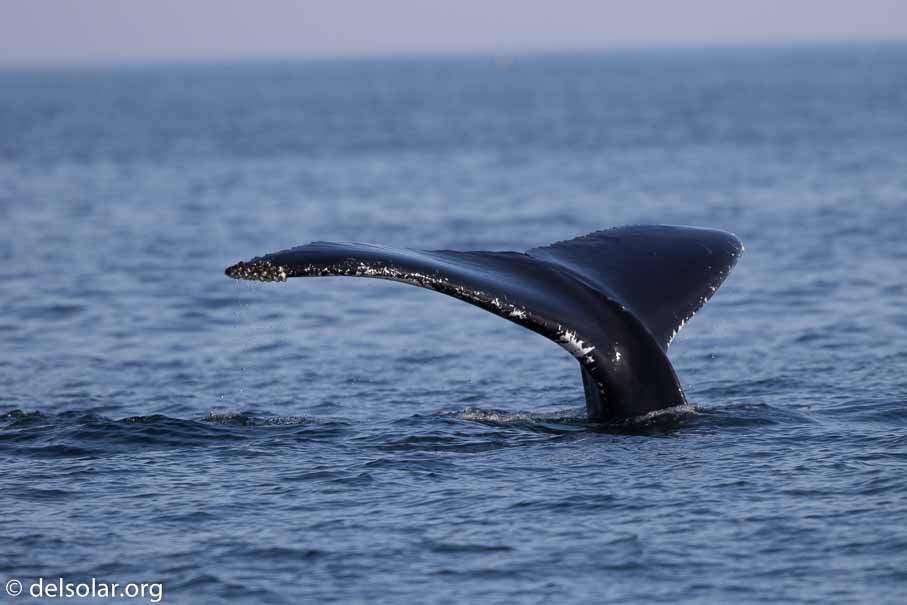 Canon EOS 7D Mark II  --  600 mm  --  EF600mm f/4L IS II USM  