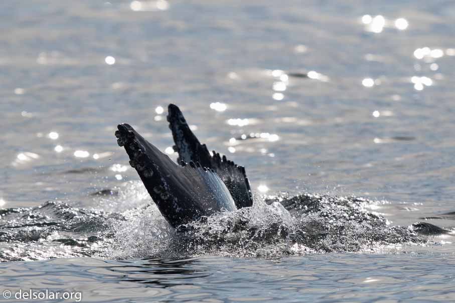 Canon EOS 7D Mark II  --  600 mm  --  EF600mm f/4L IS II USM  