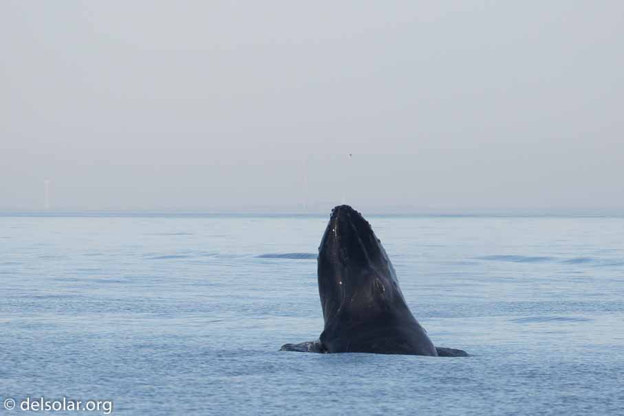 Canon EOS 5D Mark III  --  360 mm  --  EF100-400mm f/4.5-5.6L IS II USM  