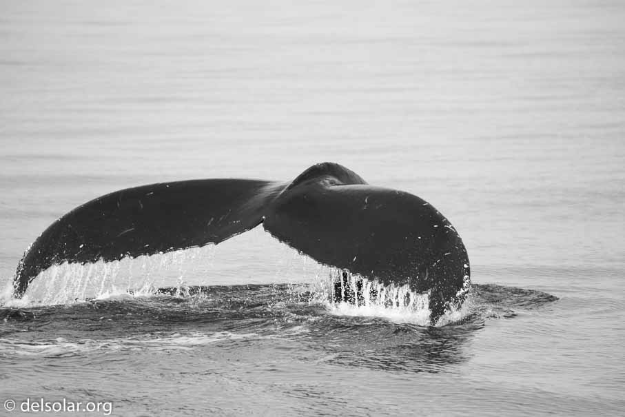 Canon EOS 5D Mark III  --  400 mm  --  EF100-400mm f/4.5-5.6L IS II USM  