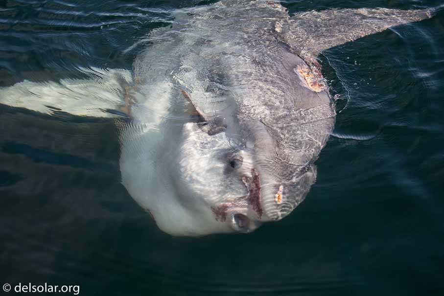 Canon EOS 5D Mark III  --  100 mm  --  EF100-400mm f/4.5-5.6L IS II USM  