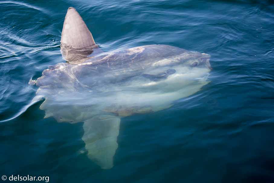 Canon EOS 5D Mark III  --  100 mm  --  EF100-400mm f/4.5-5.6L IS II USM  