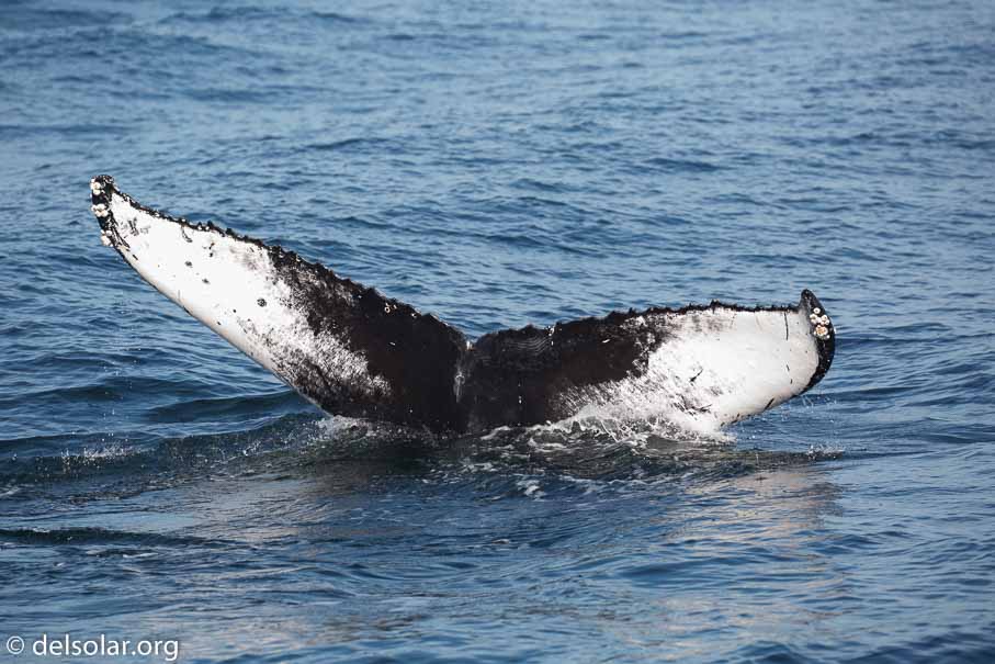 Canon EOS 5D Mark III  --  220 mm  --  EF100-400mm f/4.5-5.6L IS II USM  