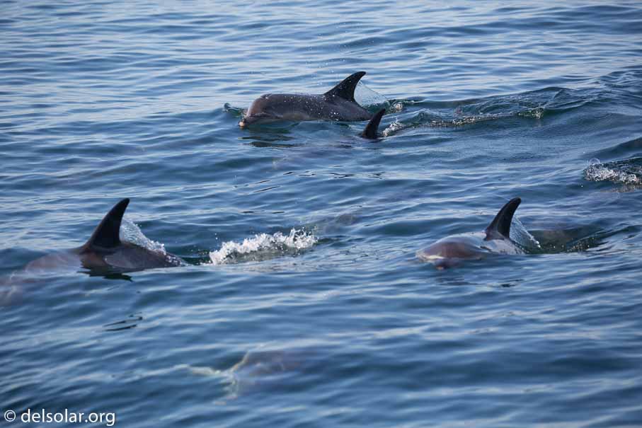 Canon EOS 5D Mark III  --  241 mm  --  EF100-400mm f/4.5-5.6L IS II USM  