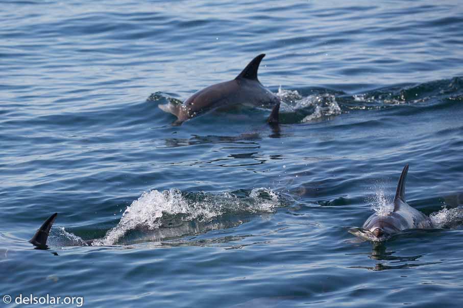 Canon EOS 5D Mark III  --  234 mm  --  EF100-400mm f/4.5-5.6L IS II USM  