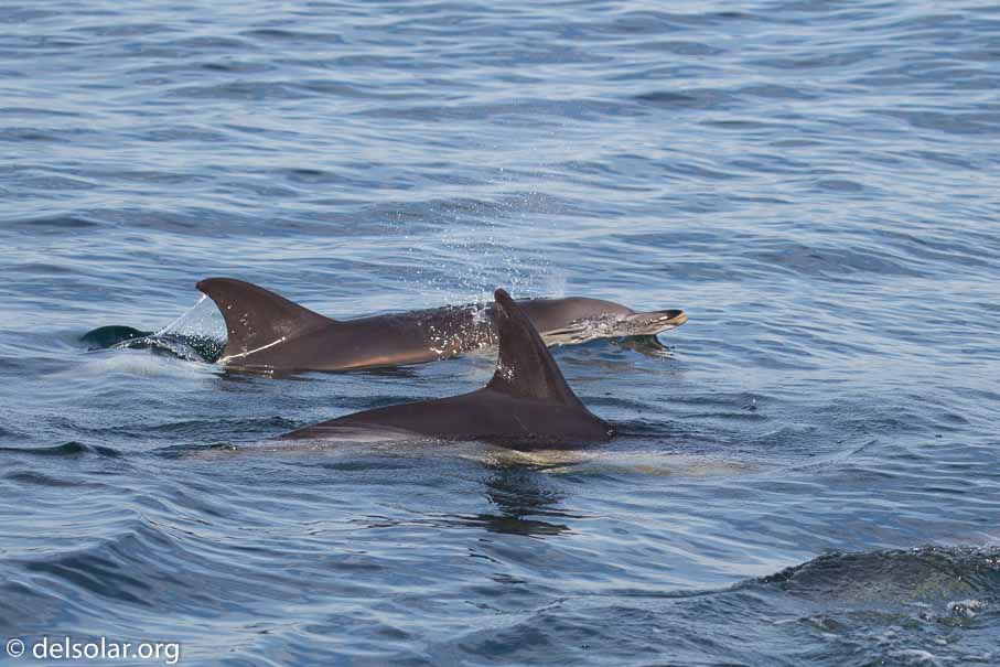 Canon EOS 5D Mark III  --  142 mm  --  EF100-400mm f/4.5-5.6L IS II USM  