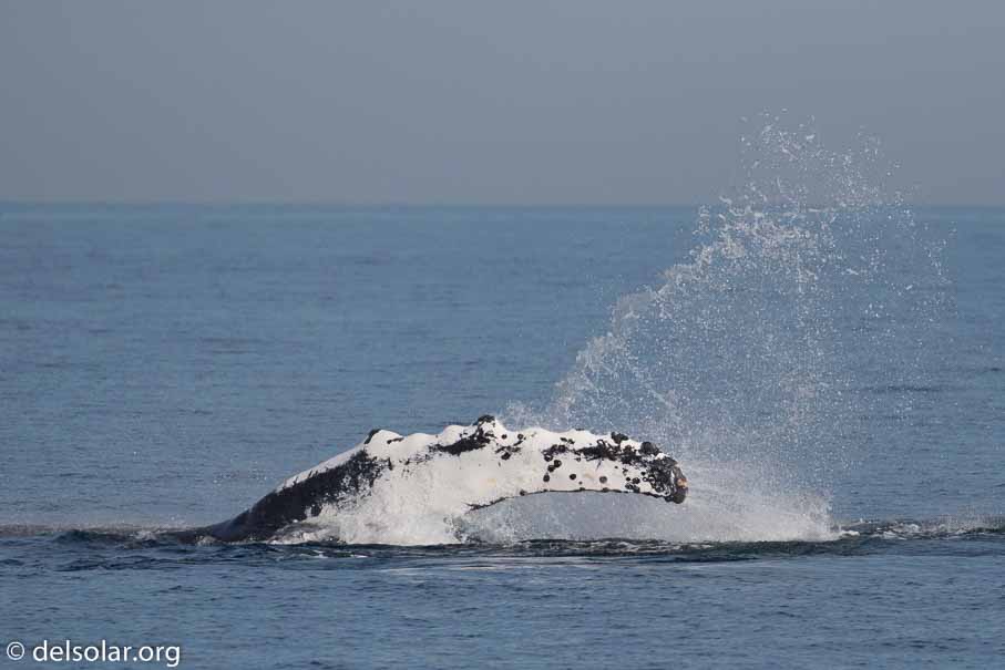 Canon EOS 5D Mark III  --  321 mm  --  EF100-400mm f/4.5-5.6L IS II USM  