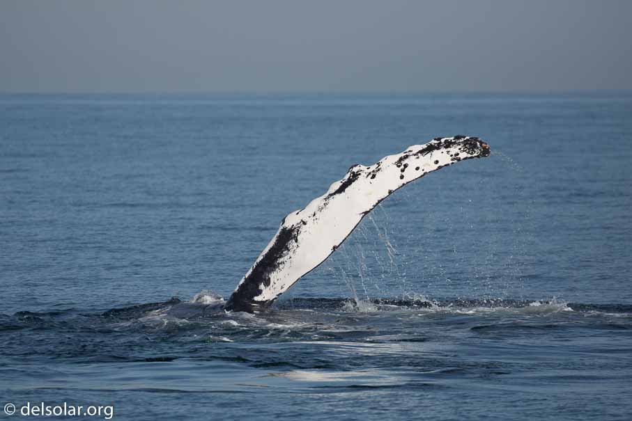 Canon EOS 5D Mark III  --  349 mm  --  EF100-400mm f/4.5-5.6L IS II USM  