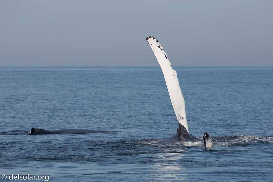 Canon EOS 5D Mark III  --  248 mm  --  EF100-400mm f/4.5-5.6L IS II USM  