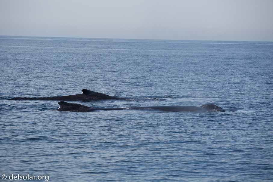 Canon EOS 5D Mark III  --  234 mm  --  EF100-400mm f/4.5-5.6L IS II USM  