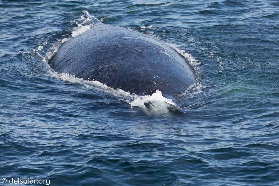 Canon EOS 5D Mark III  --  234 mm  --  EF100-400mm f/4.5-5.6L IS II USM  