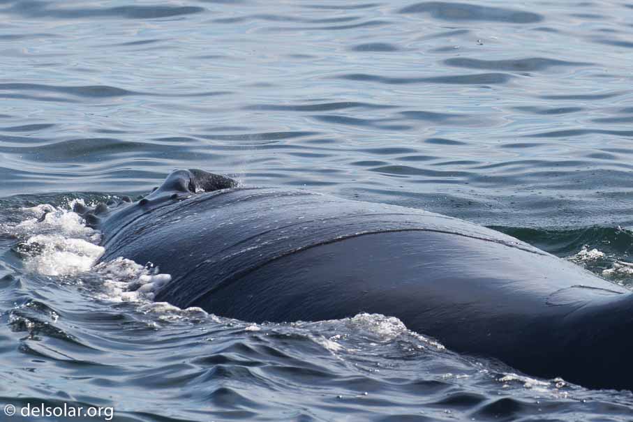 Canon EOS 5D Mark III  --  271 mm  --  EF100-400mm f/4.5-5.6L IS II USM  