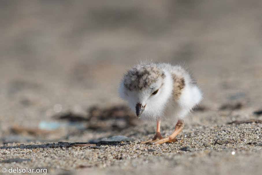 Canon EOS 7D Mark II  --  EF600mm f/4L IS II USM -- 1/1250 sec at f / 7.1 -- ISO 200 -- 1/3 EV -- 