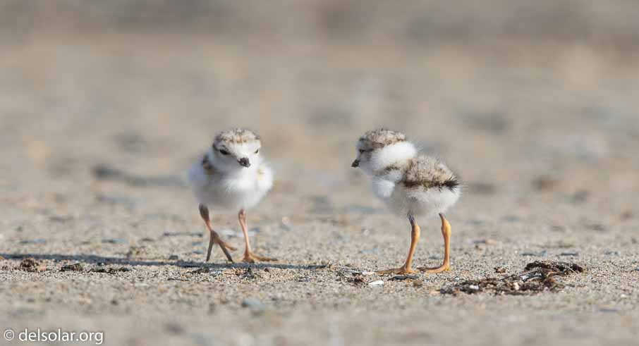 Canon EOS 7D Mark II  --  EF600mm f/4L IS II USM -- 1/1000 sec at f / 7.1 -- ISO 200 -- 2/3 EV -- 