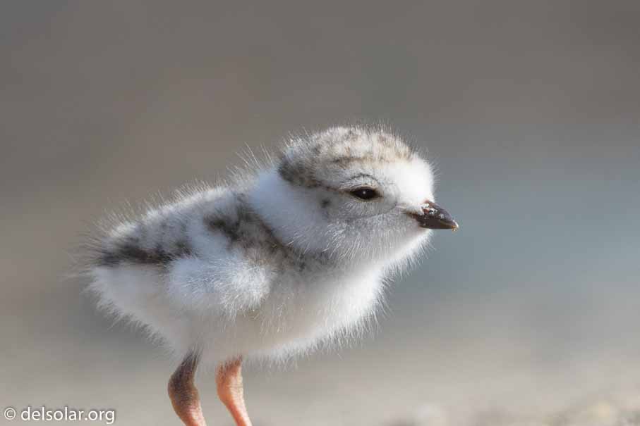 Canon EOS 7D Mark II  --  EF600mm f/4L IS II USM -- 1/800 sec at f / 7.1 -- ISO 200 -- 2/3 EV -- 