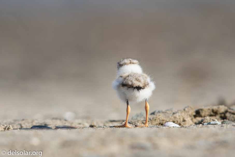 Canon EOS 7D Mark II  --  EF600mm f/4L IS II USM -- 1/800 sec at f / 7.1 -- ISO 200 -- 2/3 EV -- 