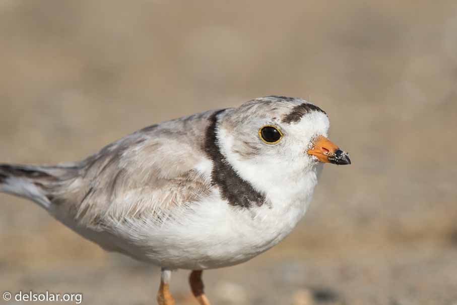 Canon EOS 7D Mark II  --  EF600mm f/4L IS II USM -- 1/1250 sec at f / 7.1 -- ISO 200 -- 2/3 EV -- 