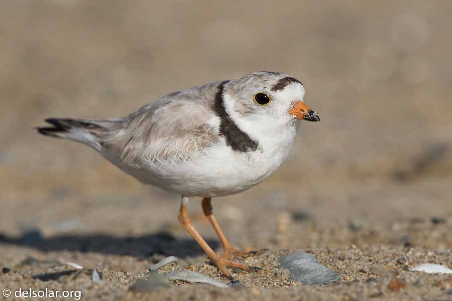 Canon EOS 7D Mark II  --  EF600mm f/4L IS II USM -- 1/1250 sec at f / 7.1 -- ISO 200 -- 2/3 EV -- 