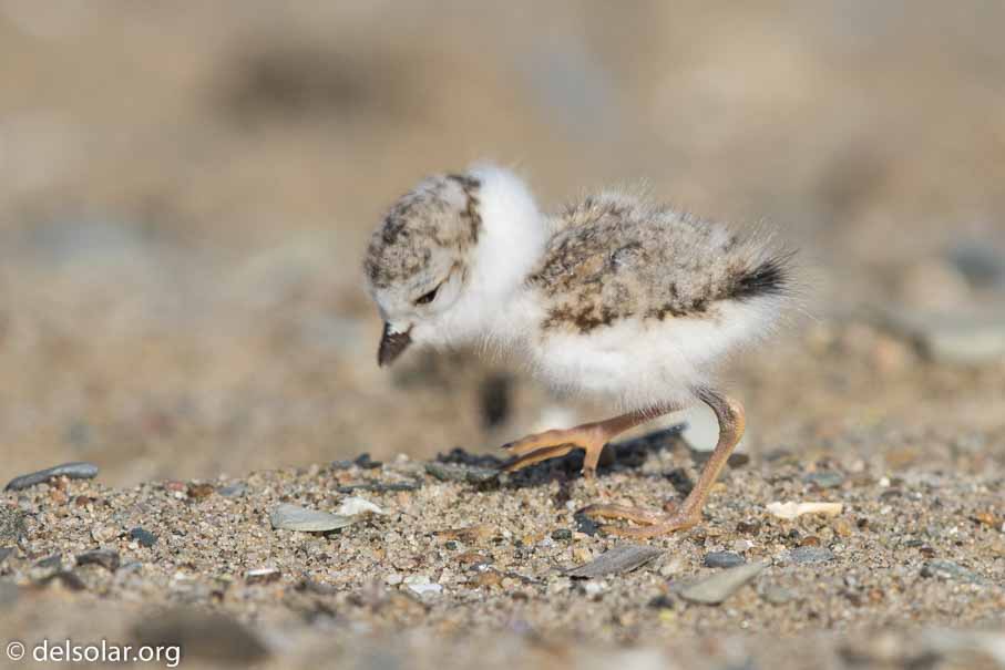 Canon EOS 7D Mark II  --  EF600mm f/4L IS II USM -- 1/1000 sec at f / 7.1 -- ISO 200 -- 2/3 EV -- 