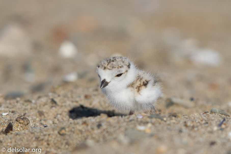 Canon EOS 7D Mark II  --  EF600mm f/4L IS II USM -- 1/1000 sec at f / 7.1 -- ISO 200 -- 2/3 EV -- 