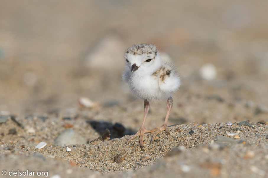 Canon EOS 7D Mark II  --  EF600mm f/4L IS II USM -- 1/1000 sec at f / 7.1 -- ISO 200 -- 2/3 EV -- 