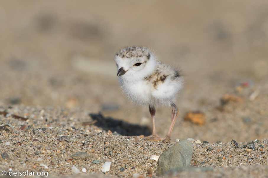 Canon EOS 7D Mark II  --  EF600mm f/4L IS II USM -- 1/1250 sec at f / 7.1 -- ISO 200 -- 2/3 EV -- 