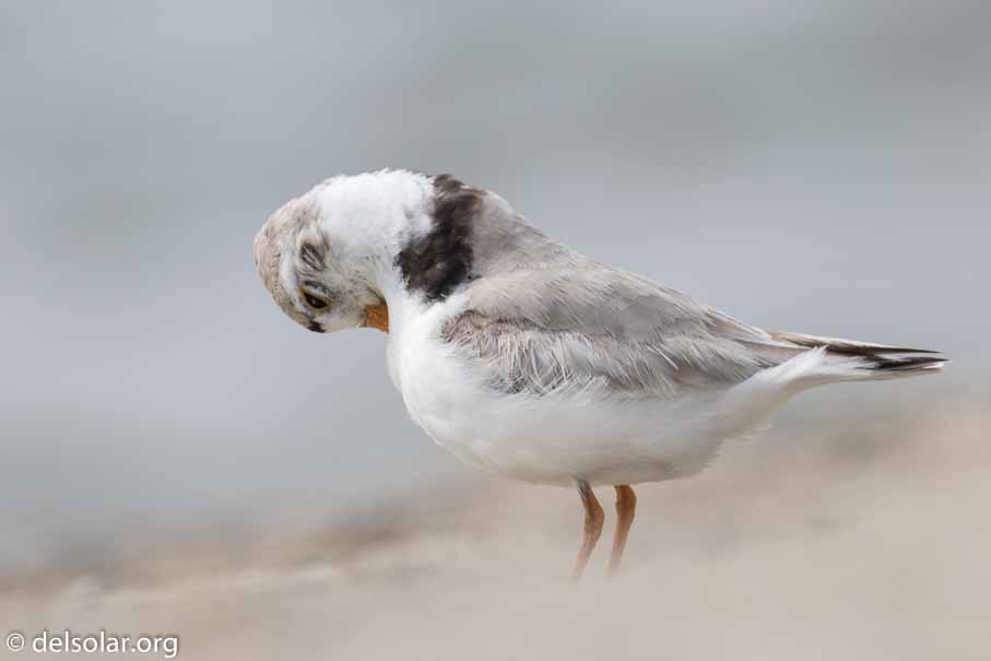 Canon EOS 7D Mark II  --  EF100-400mm f/4.5-5.6L IS II USM +1.4x III -- 1/500 sec at f / 9.0 -- ISO 200 -- 1 EV -- 