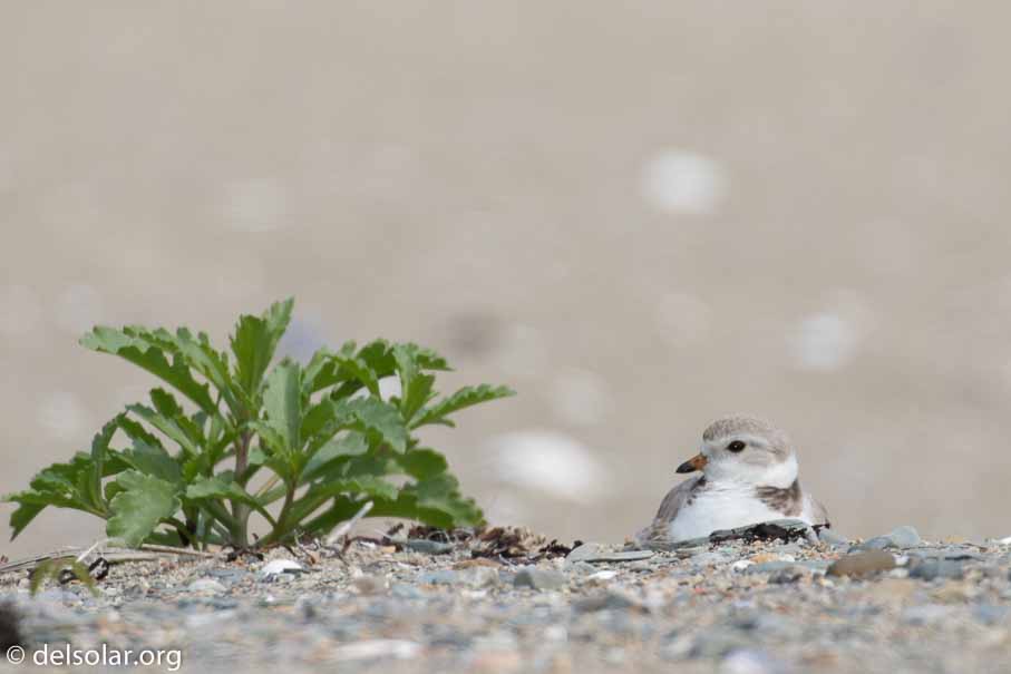 Canon EOS 7D Mark II  --  EF100-400mm f/4.5-5.6L IS II USM +1.4x III -- 1/640 sec at f / 9.0 -- ISO 200 -- 1 EV -- 