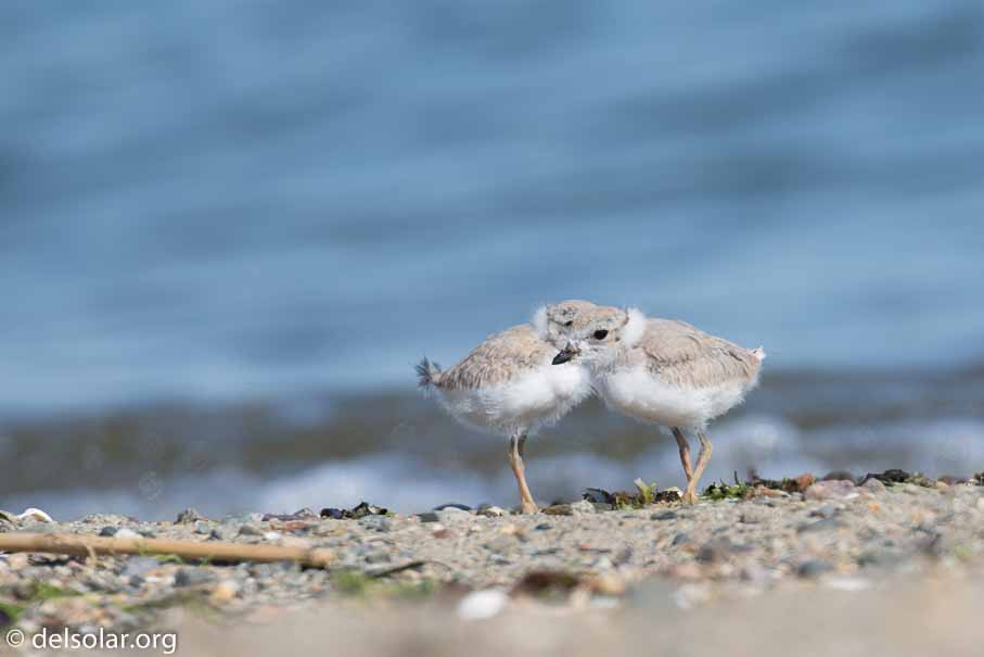 Canon EOS 5D Mark III  --  EF100-400mm f/4.5-5.6L IS II USM -- 1/500 sec at f / 7.1 -- ISO 100 -- 1/3 EV -- 